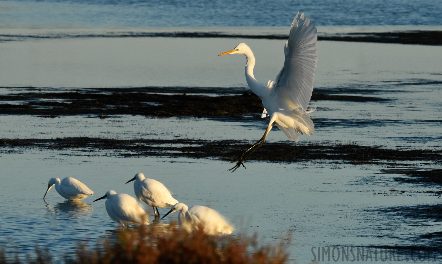 [400 mm, 1/500 Sek. bei f / 18, ISO 1600]